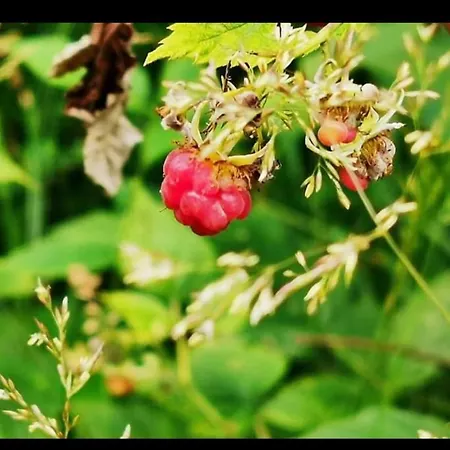 Apartmán Sarganska Osmica Mokra Gora