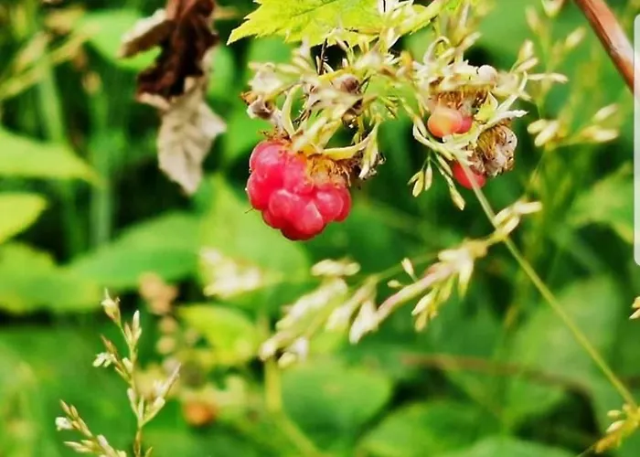 Apartman Sarganska Osmica Mokra Gora